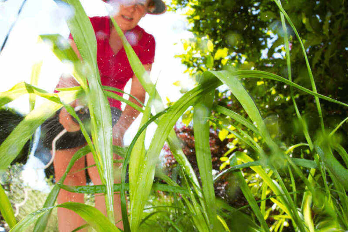 Women spraying weed killer in the lawn