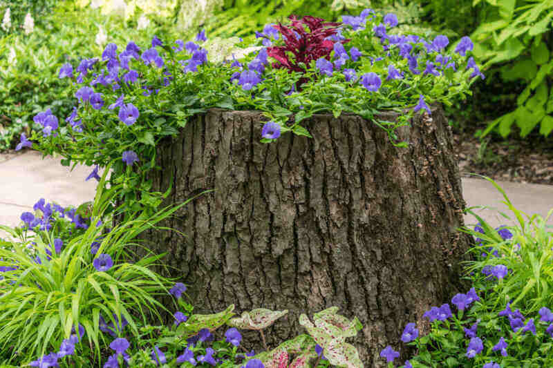 Planter made of tree stump