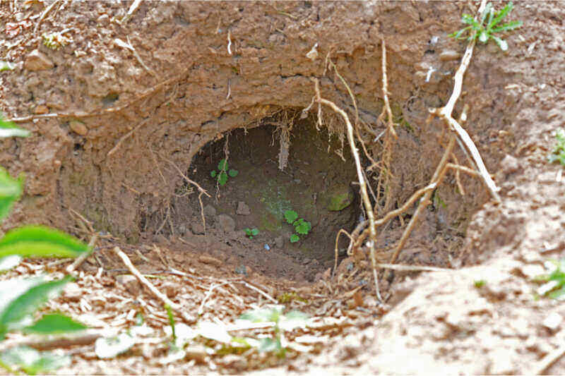 burrow