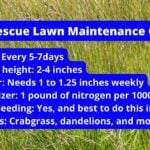 Tall Fescue Lawn Maintenance Guide