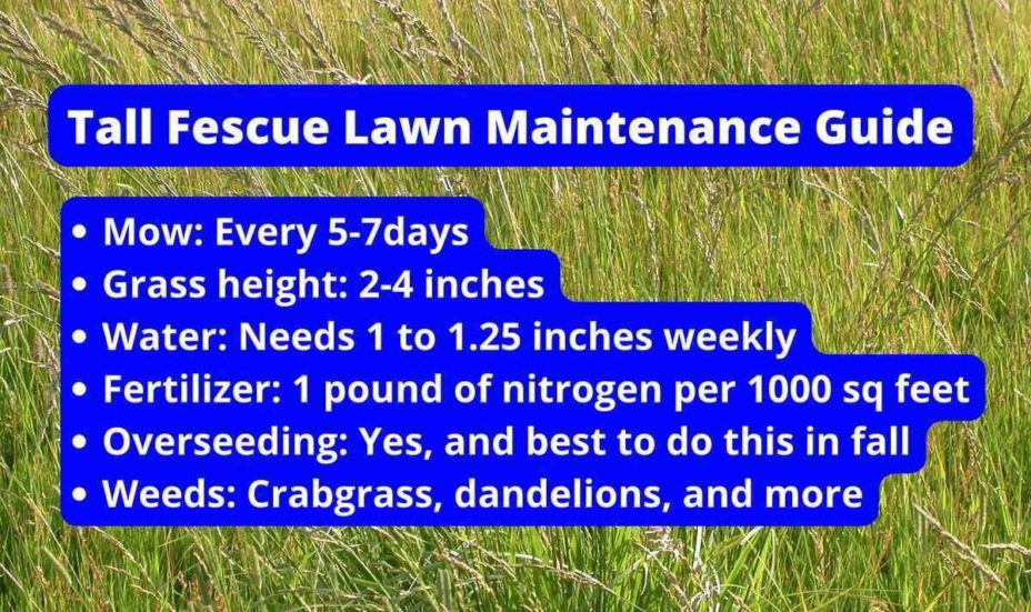 Tall Fescue Lawn Maintenance Guide