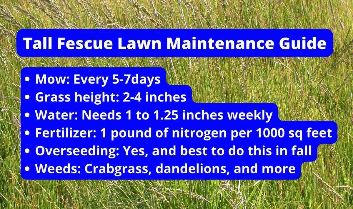 Tall Fescue Garden Upkeep Information Top Organic Gardening