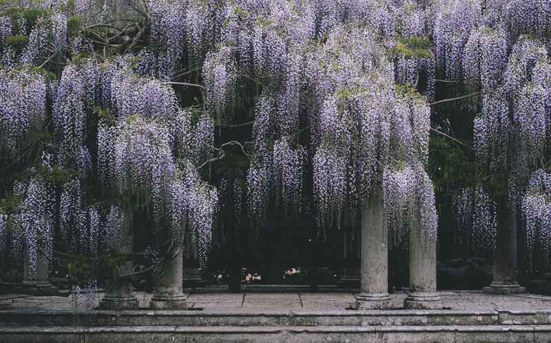 Texas Wisteria