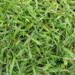 Top 10 Drought-Tolerant Grasses for Your Yard