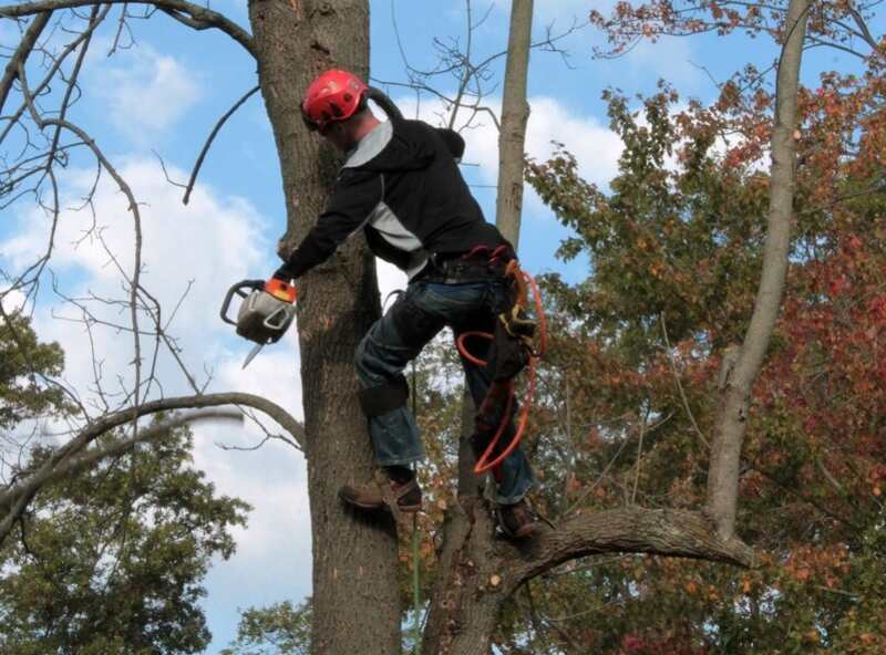 man trimming tree