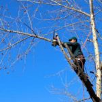 What Tools Do You Need to Trim Trees?