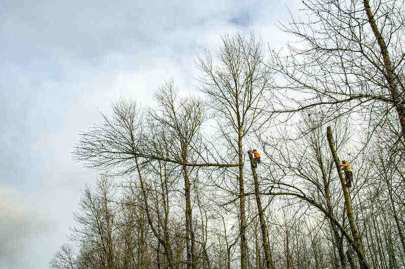 Tree Topping