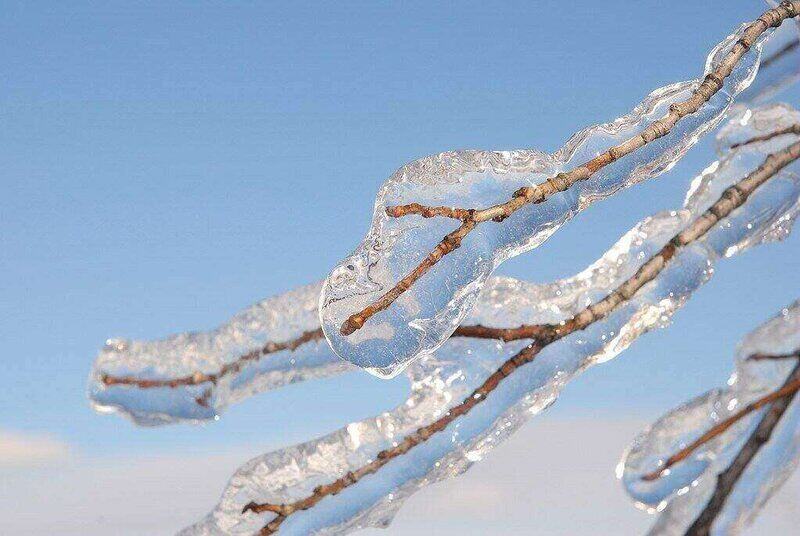 Tree branch covered in ice