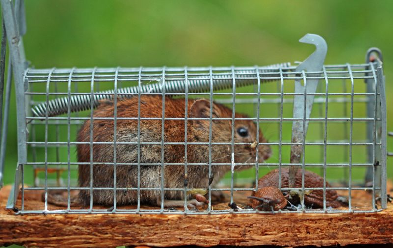A small brown vole is trapped inside a metal cage on a wooden base, with bait visible beside it.
