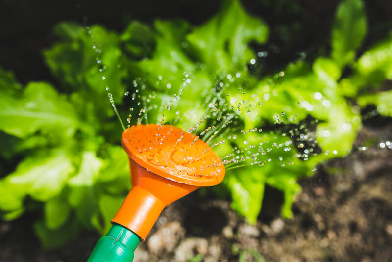 watering soil