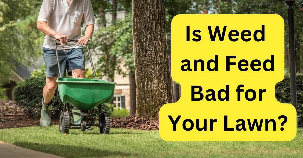 Man pushing fertilizer/grass seed spreader