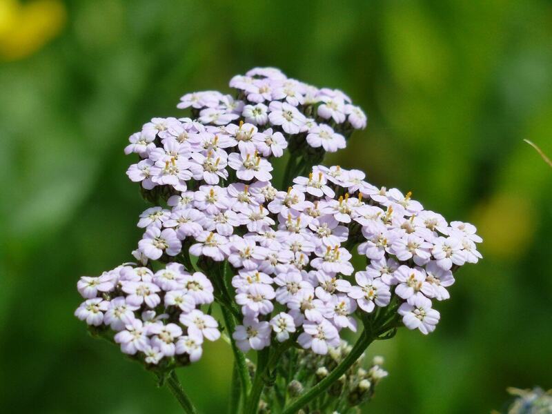 A candytuft plant in a lawn