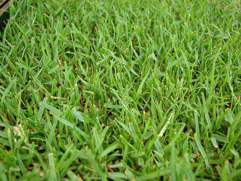 lush green grass in a lawn