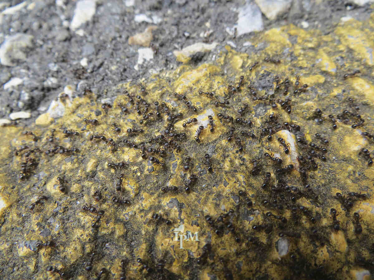 pavement ants