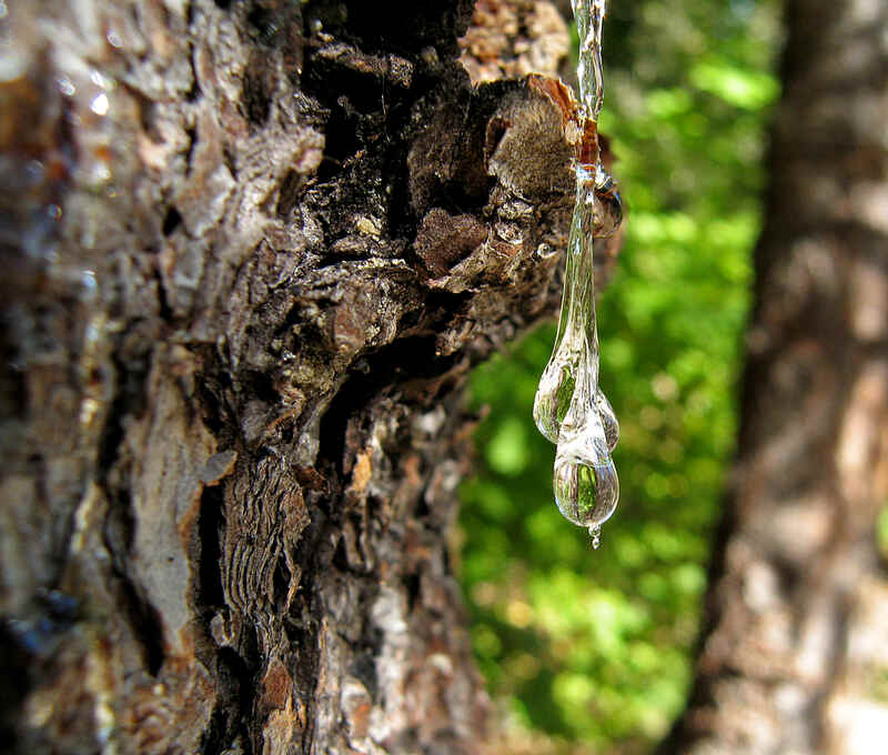 tree sap