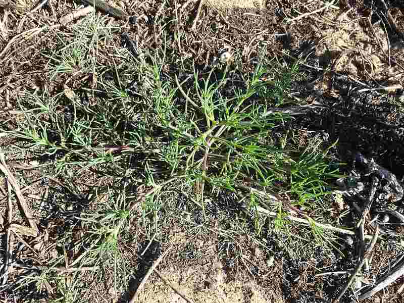 Barbwire Russian thistle