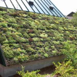 Best Plants for a Green Roof