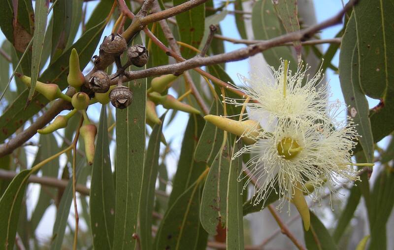 closeup of Eucalyptus plant