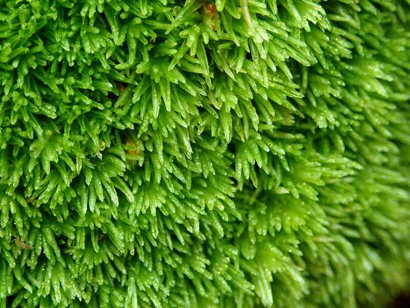 moss