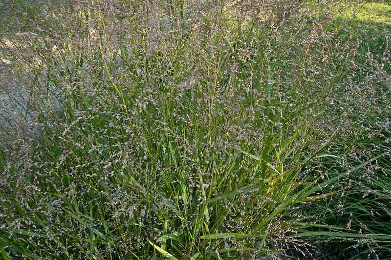 Switchgrass (Panicum virgatum)