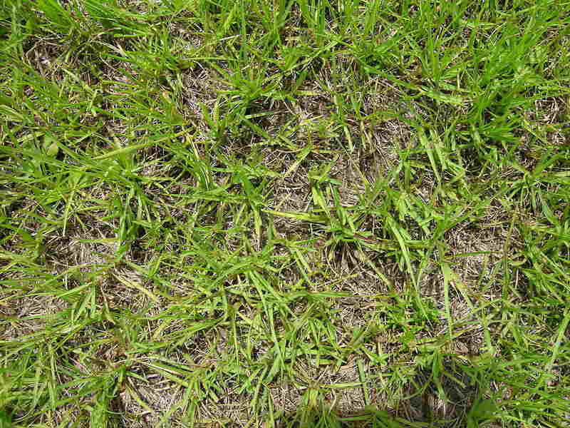 Paspalum notatum habit