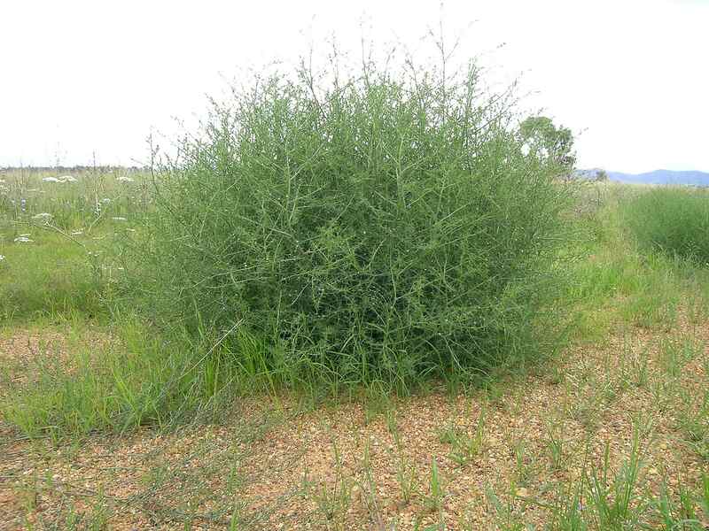 What plant makes a tumbleweed?