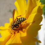 How to Get Rid of Yellow Jackets