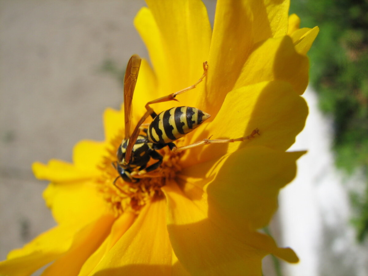 yellow jacket