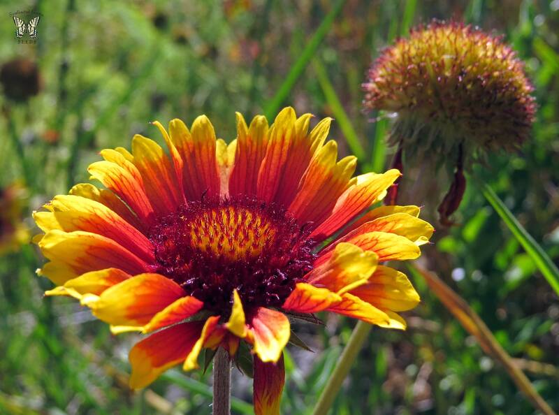 Gaillardia aristata