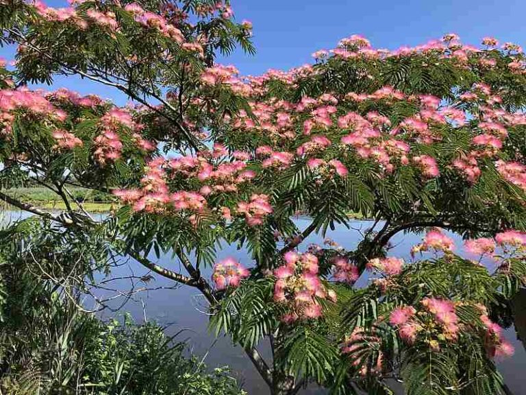 The 6 Worst Trees to Plant in Houston