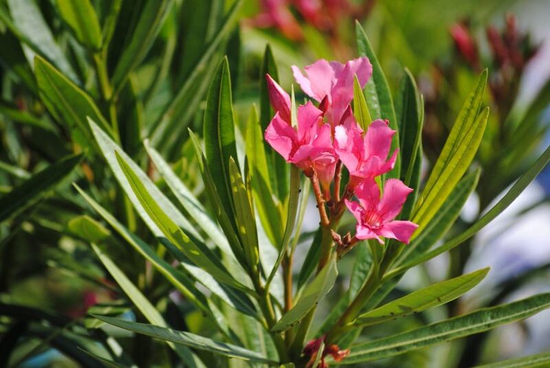 Pink colored oleander plants in a lawn.