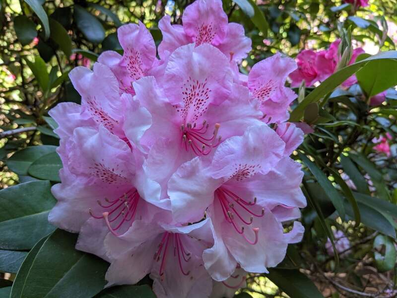 Rhododendron plant in a lawn.