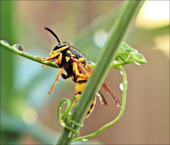 How to Get Rid of Yellow Jackets Lawnstarter