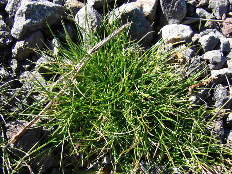 Fine Fescue