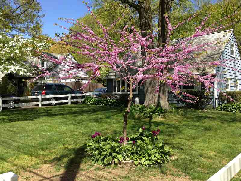 redbud tree