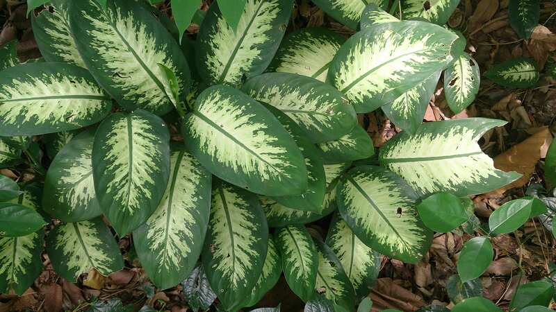 Dumb Cane