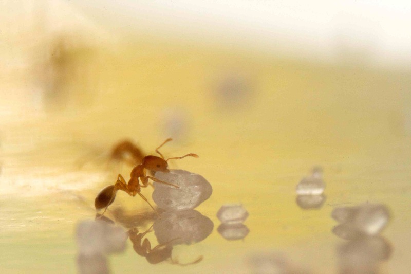 pharaoh ant