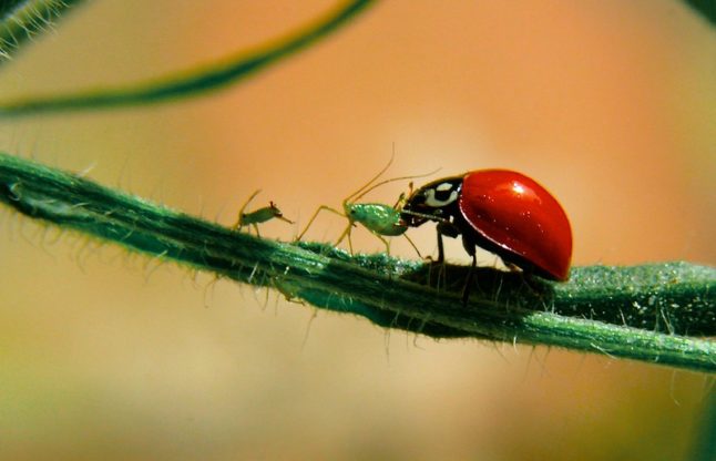 A ladybug eating a insect