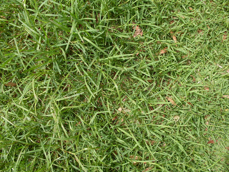 Green St. Augustine grass