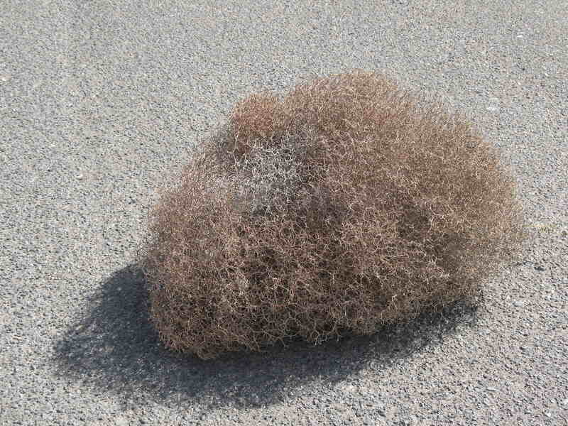 What to do with Tumbleweeds after invasion at homes across West Texas