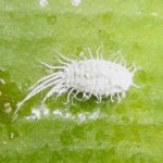 How to Get Rid of Mealybugs on Your Plants