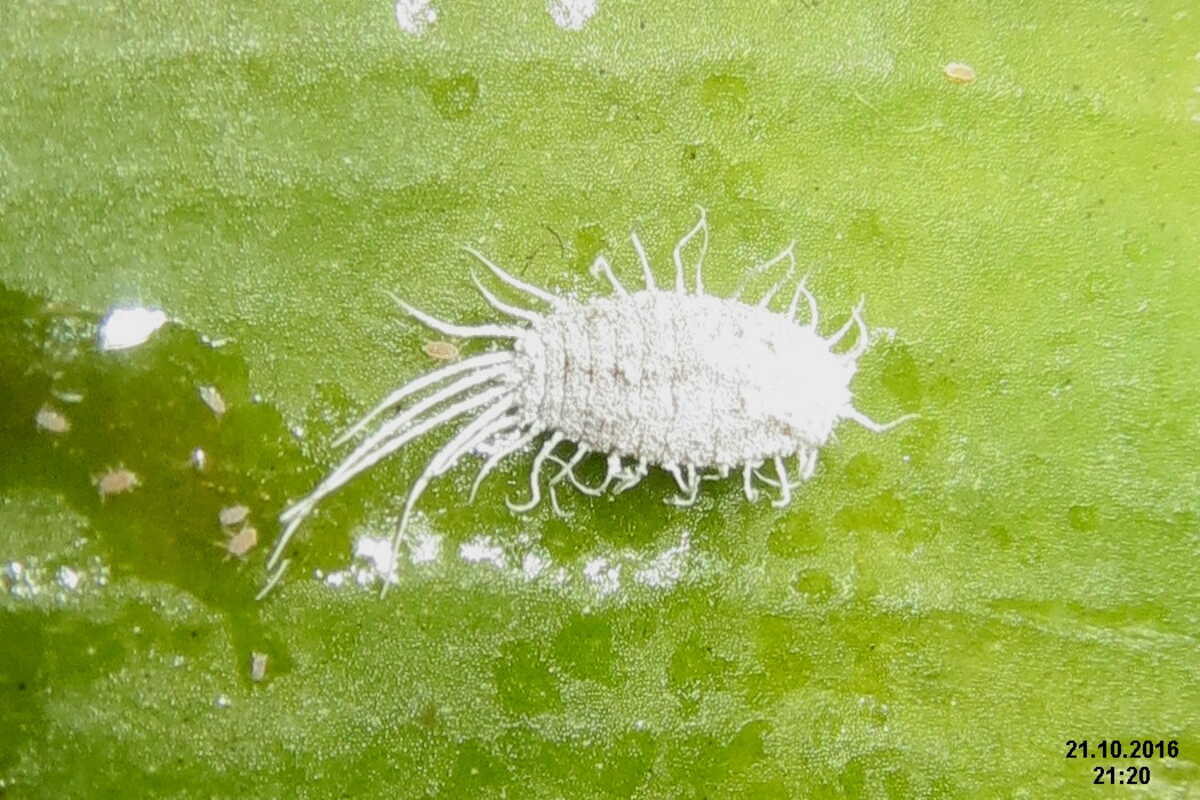 Mealybug on a green leaf