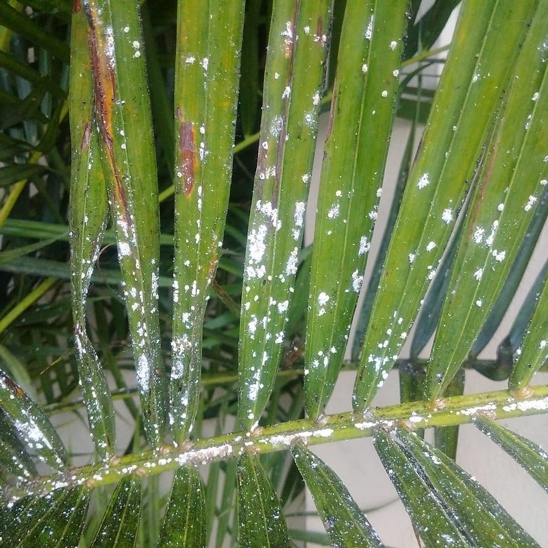 A large number of mealybugs on a plant