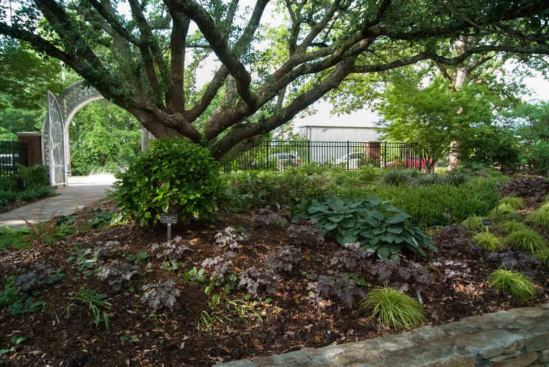 Mature tree shades mulched garden bed filled with heuchera, hostas, ornamental grasses beside pathway and decorative white metal archway entrance.