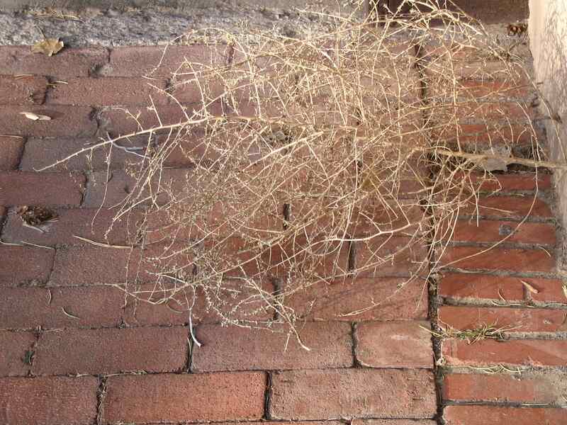 What Makes Tumbleweeds Tumble?