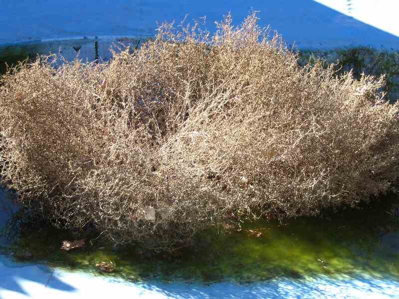 Tumbleweeds: the fastest plant invasion in the USA's history