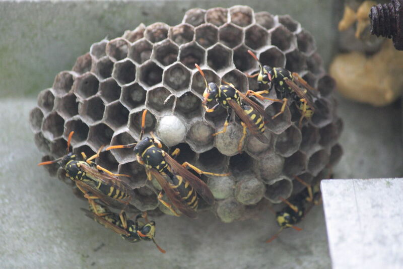 paper wasp