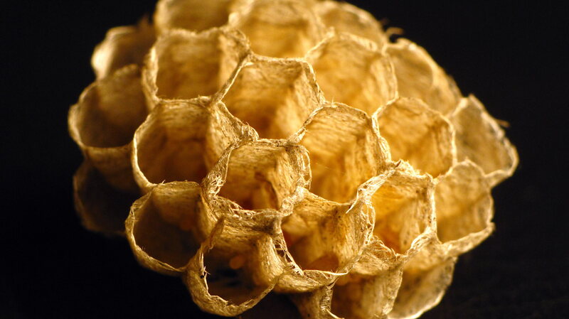 yellow jacket nest