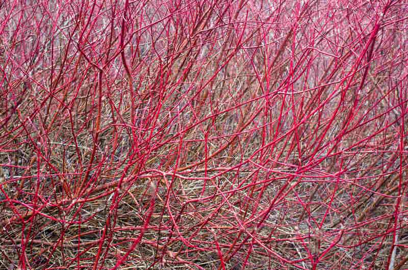 red dogwood