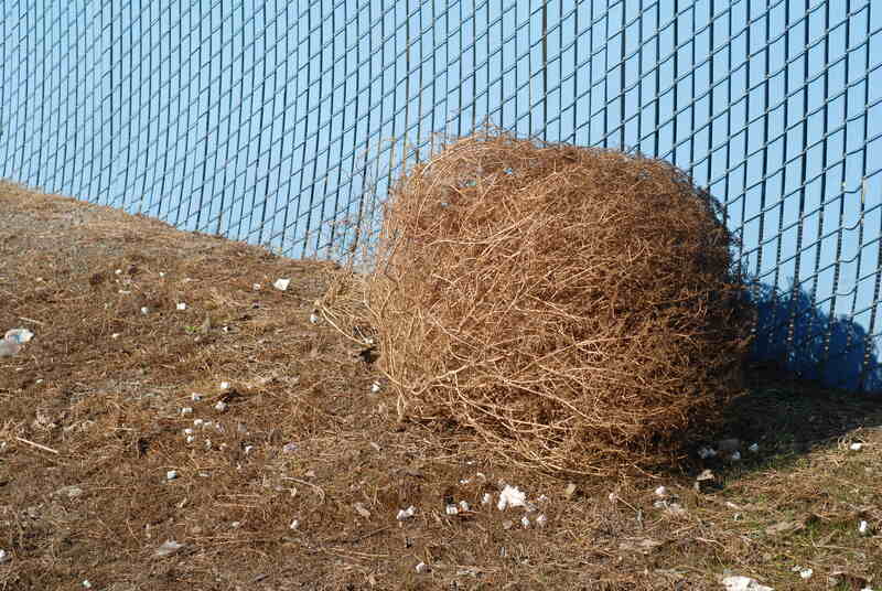 New tumbleweed species rapidly expanding range